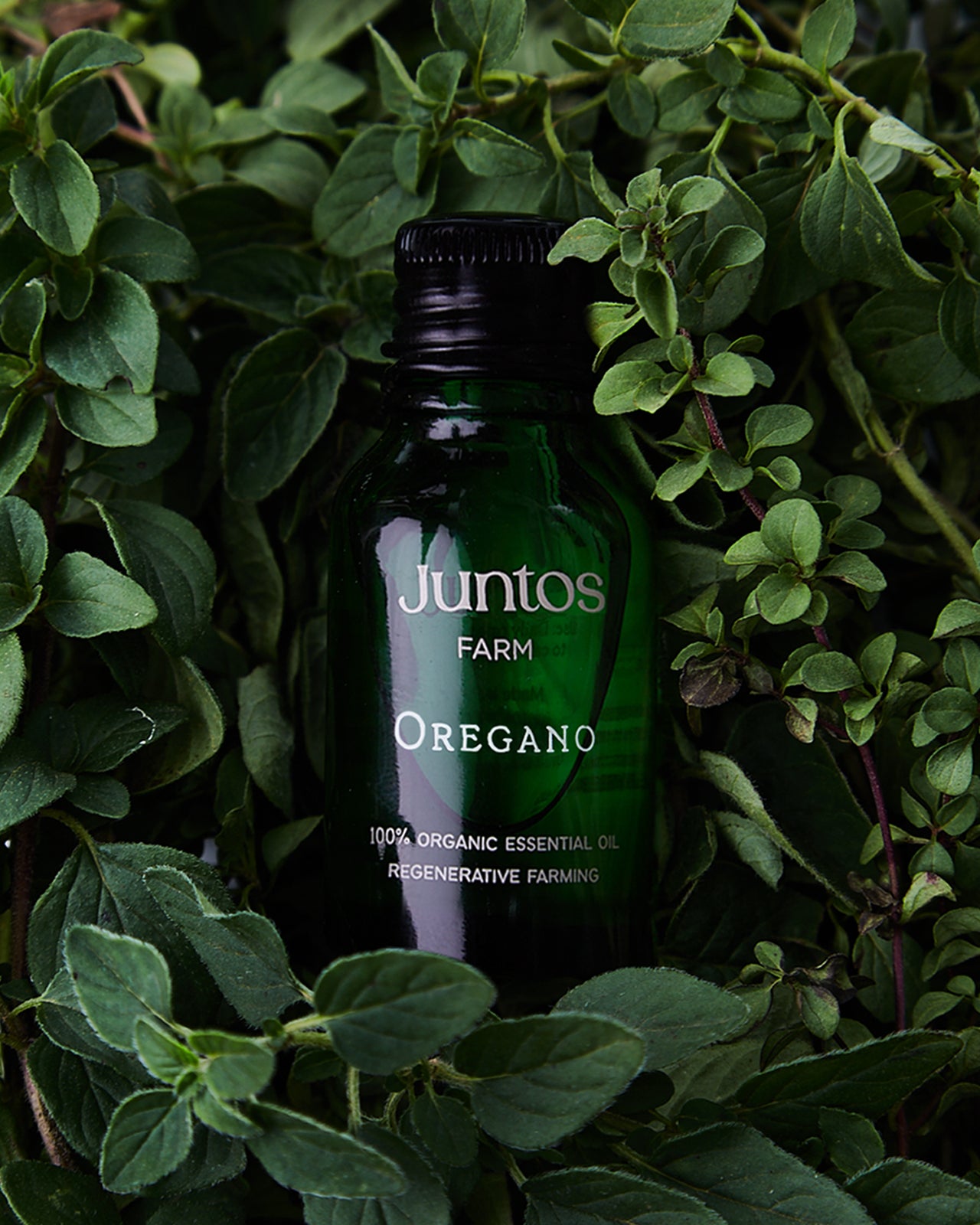 Aceite esencial de orégano