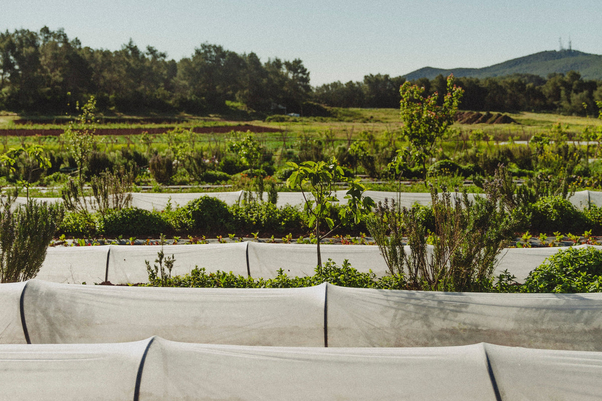 Actions for the Development of the Rural and Livestock Sector on the Island of Ibiza Organic Farming Grant Line