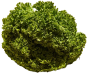Lettuce