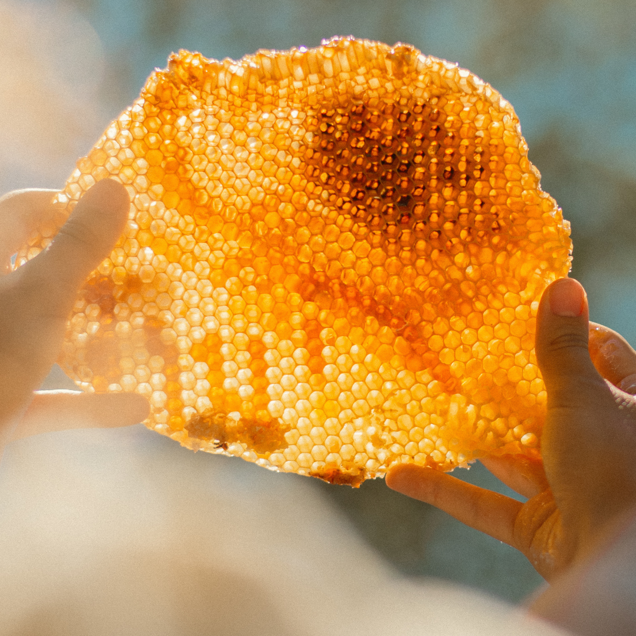 Spring Honey